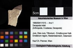 Foto (Objket + Etiketten) von Ambulocapsa altilis (Robins, Feldmann & Schweitzer, 2013) 